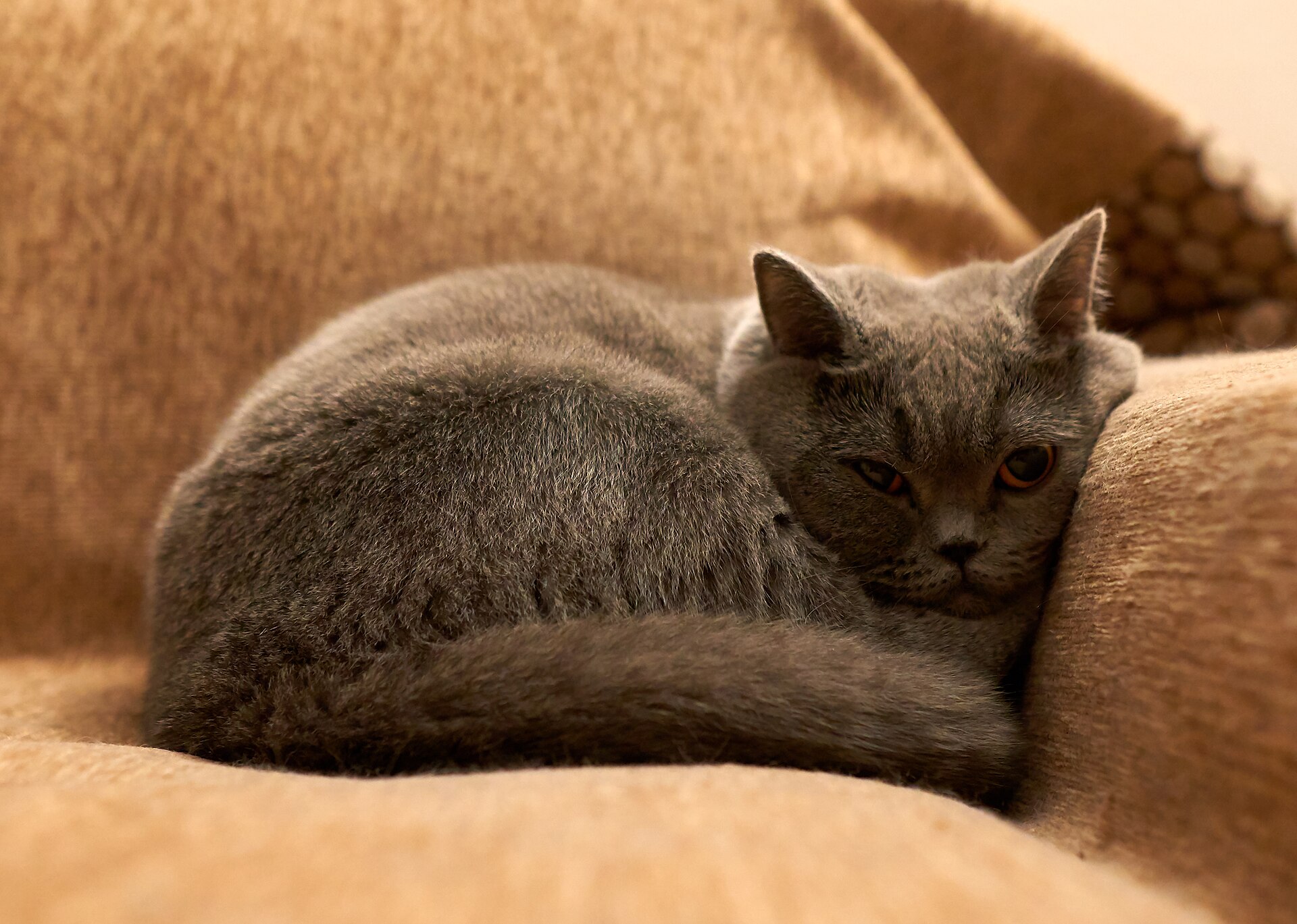 Grey British Shorthair cat resting on a brown fabric sofa